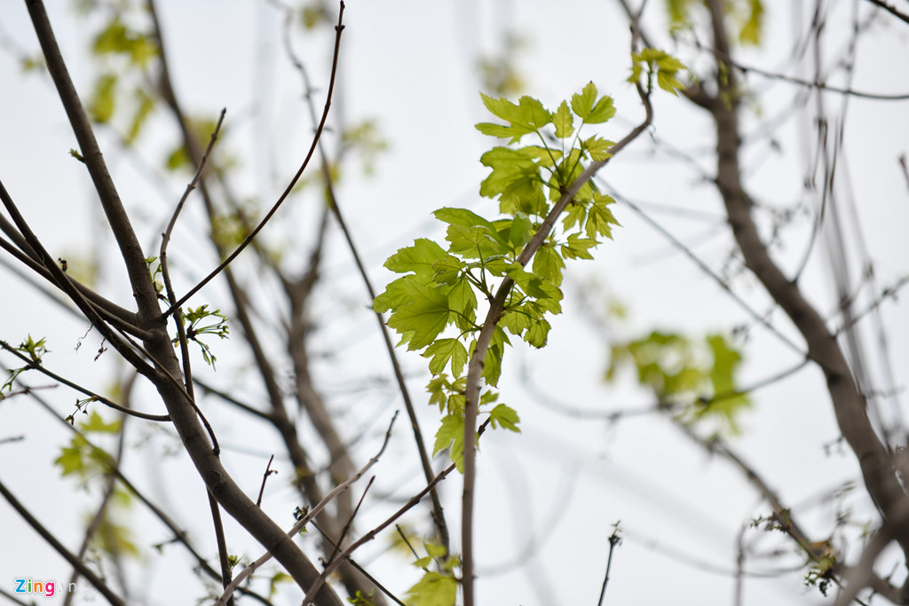 Cây phong mới trồng ở Hà Nội ra những chiếc lá đầu tiên